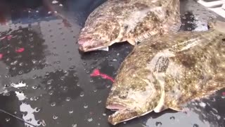The nerve tightening of the flounder