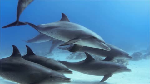 Beautiful five Dolphins