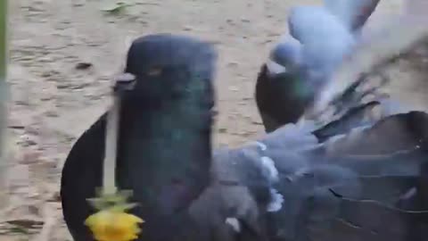 Pigeon brings flowers 💐 for his lady