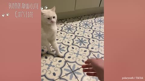Funny Angry Cats of 2021 Watch Until The End