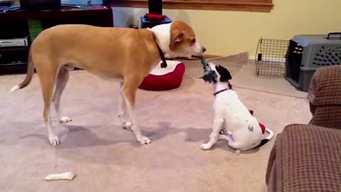 Puppy bravely plays tug-of-war with big older brother