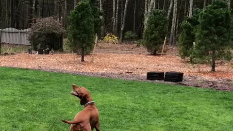 Dog Chases Drone