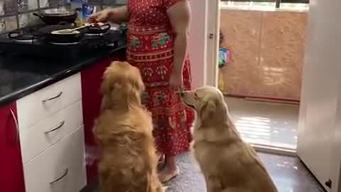 FC_Goldens | Mom Knows What We Love | Golden Retrievers
