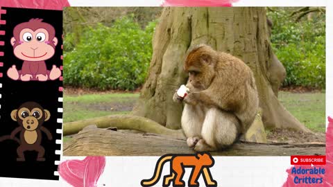 Monkey Eating Apple is Soo Cute
