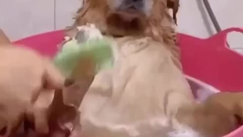Funny dogs videos