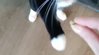 My cat walks!