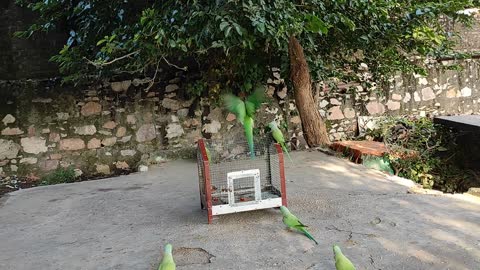 Parrot Bird Trap | How to Catch a parrot | how to make a birds trap | best birds trap catching