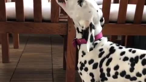 Dalmatian puppy enjoys delicious carrot treat