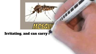 Wood Gnat vs Mosquito😃Learn the differences in this 1 minute Summary!- 😃 #shorts
