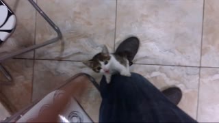 Ronnie the tiny kitten winks while climbing
