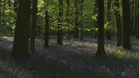 Bluebell Woods - English Forest - Birds Singing - No Loop - Relaxing Nature Video & Sounds