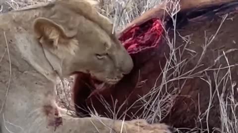 Lion chews helpless deer alive