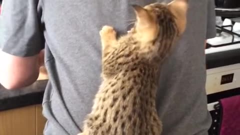 Cats Climb on Owner's Back