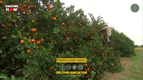 Orange Farming Tips for Successful Cultivation