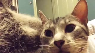 Gato y mapache comparten un adorable momento