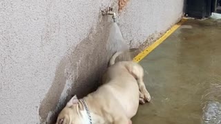 Playful Pitbull Makes a Splash