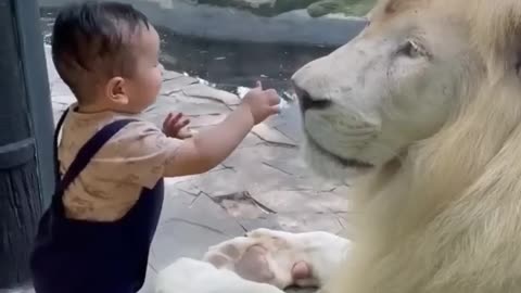 Little baby touching the lion king😯😯