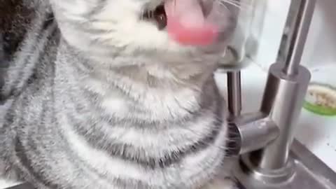 Cute cat drinking water