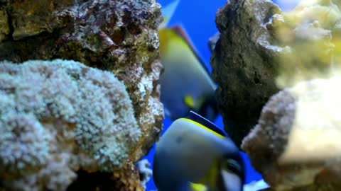 Close-up footage of Blue Tang Fish Underwater.