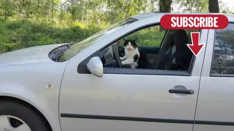 The CAR and the CAT - do we have common relatives?