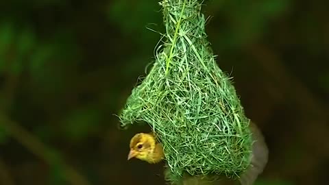 Baya weaver... With your home 😍