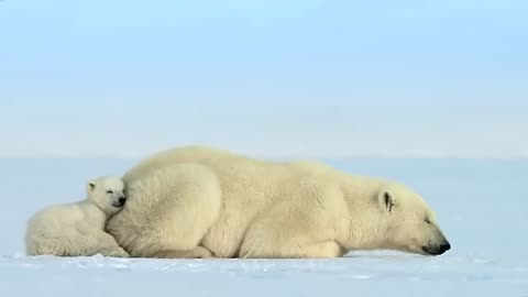 Polar Bear Cub is Surprised by a Seal | Cute Bear | Mystery of Wildlife