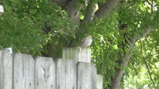247 Toussaint Wildlife - Oak Harbor Ohio - Tree Sparrows Quick Visit