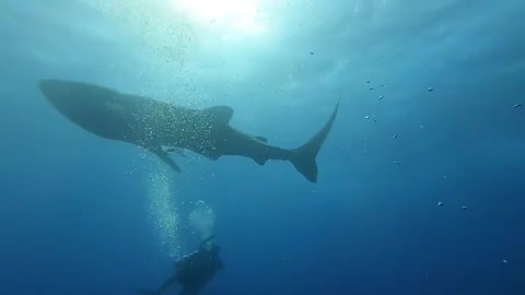 Amazing view underwater big dolphins 15
