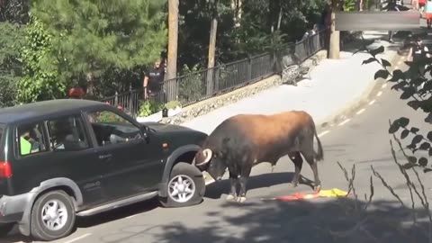 Bull destroyed the car engine with its long horns