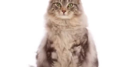 Kitten Cat super fast time lapse