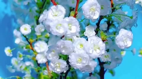 Flower Beauty 😍... . .