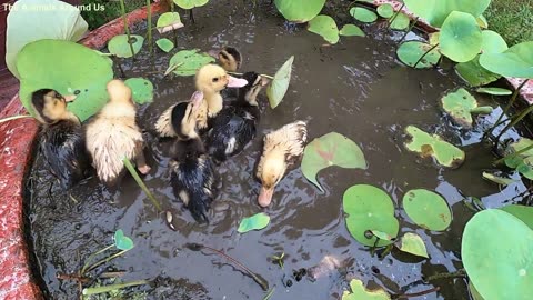 Animals_SOO_Cute!_Baby_Duck_Washing_-_Ducklings
