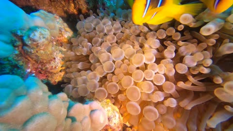 Red Sea SCUBA Diving - Clownfish babies