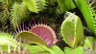 Venus Flytrap Eats Wasps