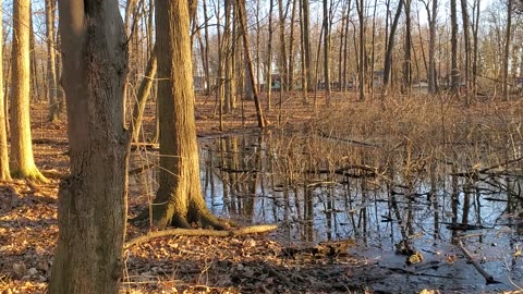 Small Pond in Neighborhood Forest