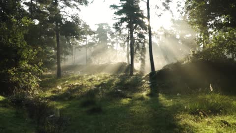 Daily 10-Minute Mindfulness Meditation- Nature Guided For Anxiety