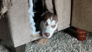 Husky Hides in Hole she Dug into the Couch