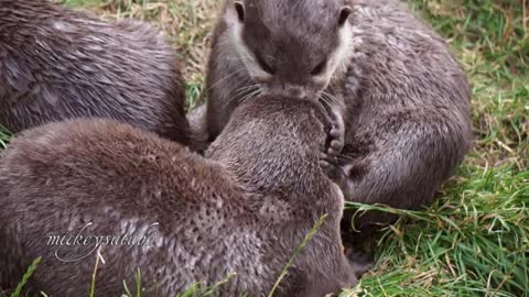 Playful otters discover a new toy