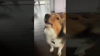 singing pet with humming human sings togetheir