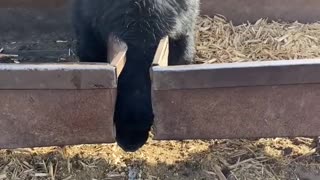 Steer Stuck Between Feeding Troughs
