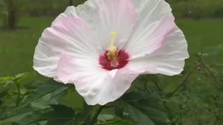 Hibiscus moscheutos