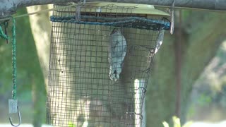 203 Toussaint Wildlife - Oak Harbor Ohio - Downy Woodpecker