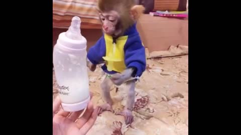 A little monkey who loves to drink milk while feeding