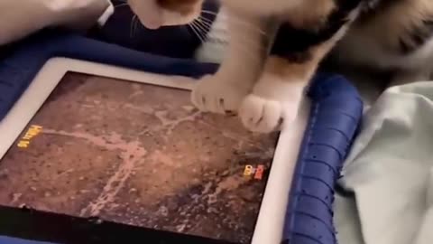 Top Funny Cute Cats Viral Clips