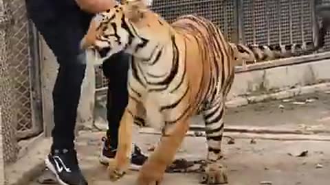 Tiger 🐅 attak mind blowing video for Bengal 🐯