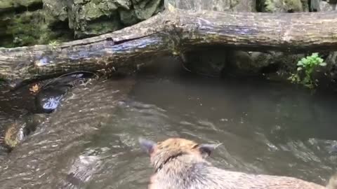 Dog dives for her rock