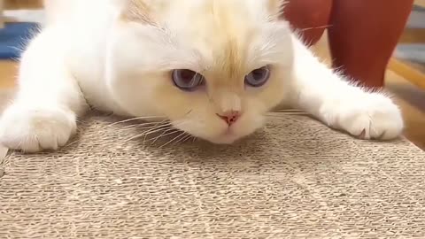 Cute Cat Video