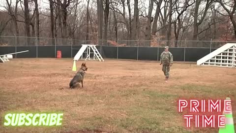 Military Dogs and Handlers Training | Here's Military Dogs that are specially Trained for Combat