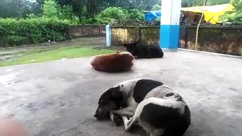 Dogs taking rest