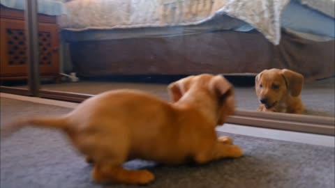 Cute puppy playing by watching mirror.